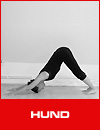 Power-Yoga - Hund